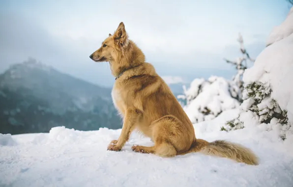 Картинка зима, снег, горы, собака