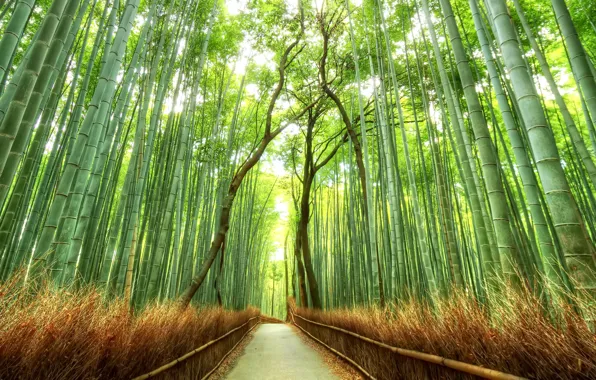 Картинка лес, япония, бамбук, дорожка, роща