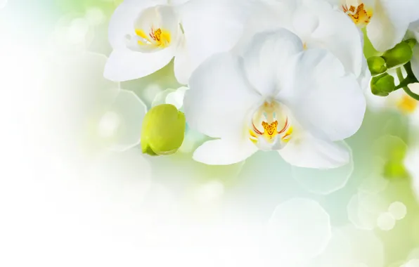 Картинка цветы, нежность, красота, лепестки, белая, white, орхидеи, бутоны, орхидея, flowers, beauty, фаленопсис, phalaenopsis, Orchid, petals, …
