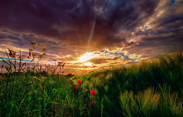 Картинка поле, небо, трава, солнце, облака, лучи, закат, цветы, луг