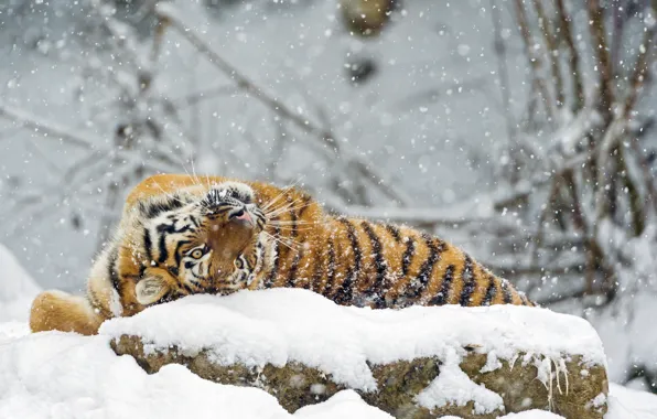 Картинка зима, снег, хищник, большая кошка, амурский тигр