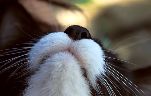 Картинка кот, усы, макро, фокус, мордашка, cat, macro, focus, 1920x1280, moustache