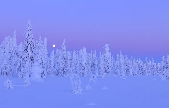 Картинка зима, лес, снег, деревья, ночь, луна, moon, forest, trees, night, Snow, winter, Финляндия, Finland, Kuusamo, …