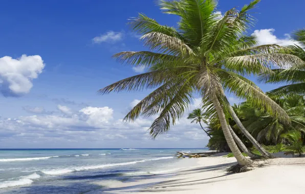 Картинка песок, море, пляж, тропики, пальмы, берег, summer, sunshine, beach, sea, ocean, paradise, vacation, palms, tropical