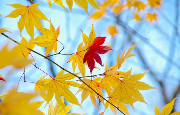 Картинка осень, листья, макро, фон, дерево, обои, желтые, красные, wallpaper, листочки, широкоформатные, background, leaves, macro, tree, …