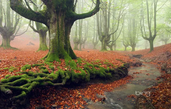 Картинка осень, лес, листья, деревья, туман, парк, ручей, мох