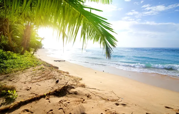 Картинка песок, море, пляж, пальмы, берег, summer, beach, sea, sand, shore, paradise, palms, tropical