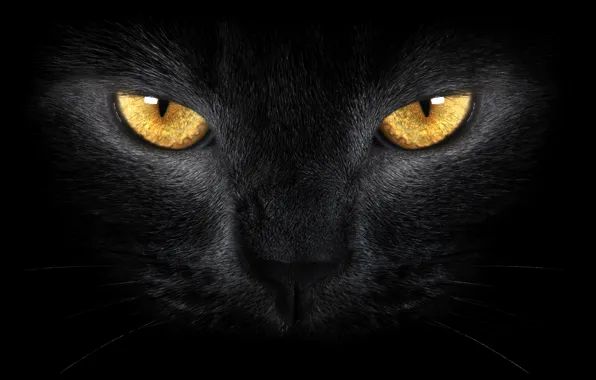 Картинка желтые глаза, black cat, wild, yellow eyes, Черная кошка, диких
