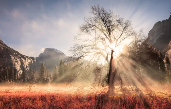 Картинка зима, лес, солнце, лучи, свет, горы, ветки, дерево, США, штат Калифорния, Февраль, национальный парк Йосемити