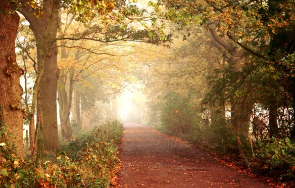 Картинка дорога, осень, лес, листья, деревья, природа, прогулка, тропинка