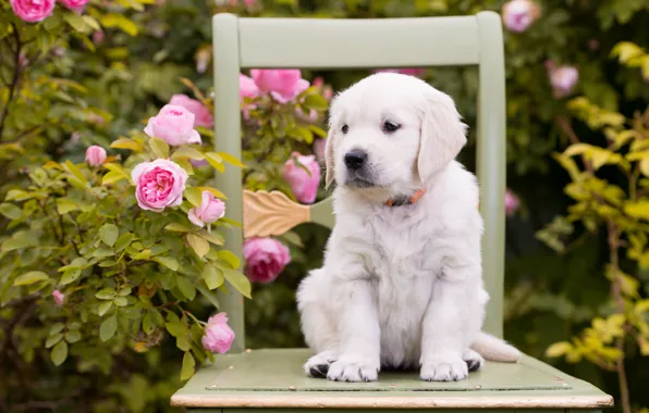 Картинка цветы, розы, собака, стул, щенок