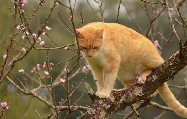 Картинка кошка, кот, ветки, дерево, весна, рыжая, на дереве