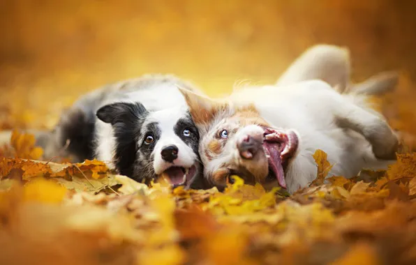 Картинка осень, собаки, листья, природа, двое, морды, Бордер колли