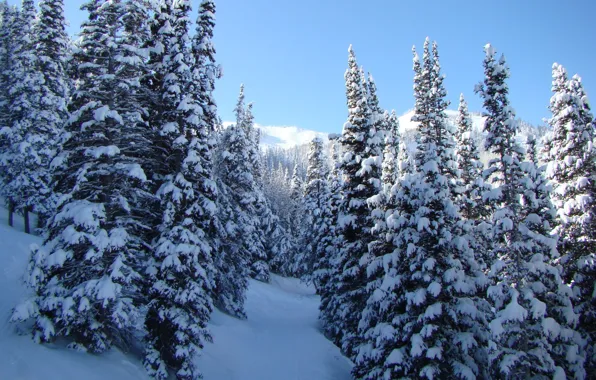 Картинка зима, снег, деревья, природа, пейзажи