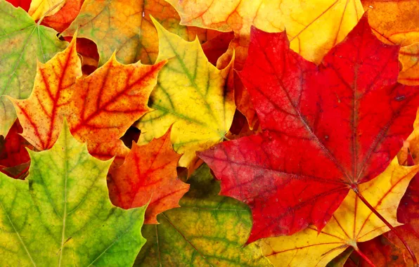 Картинка осень, листья, листва, желтые, зеленые, красные, оранжевые, опавшие