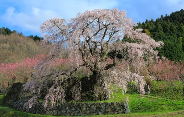 Картинка зелень, трава, деревья, пейзаж, цветы, камни, нежность, красота, весна, Япония, Japan, тропинка, цветущая сакура, sakura, …