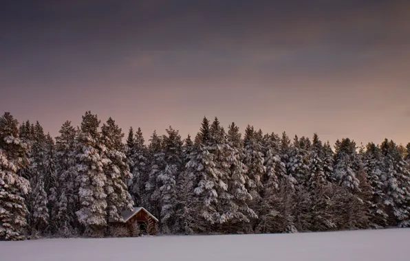 Картинка лес, снег, деревья, дом, Зима