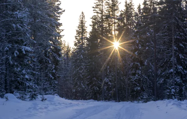 Картинка зима, дорога, лес, снег, деревья, лучи солнца