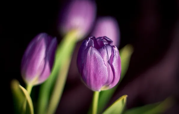Картинка цветы, весна, лепестки, фиолетовые, тюльпаны