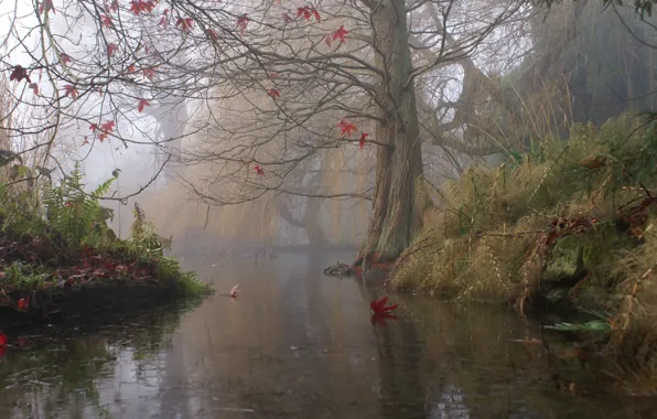 Картинка осень, туман, река, дерево, Англия