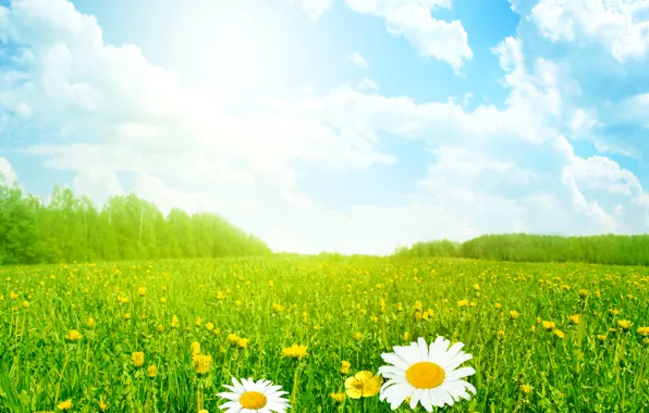 Картинка поле, лето, небо, трава, солнце, облака, цветы, ромашки, луг