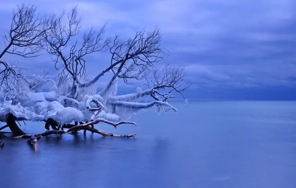 Картинка лед, зима, сосульки, Канада, Уитби, озеро Онтарио, упавшее дерево