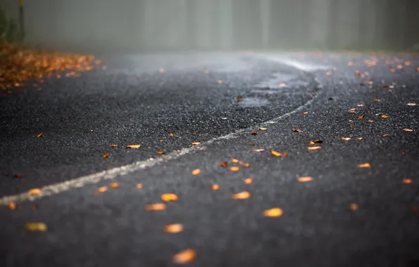 Картинка дорога, листья, туман