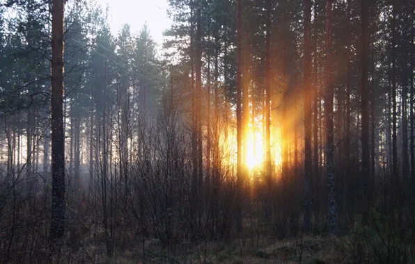Картинка лес, солнце, лучи, деревья, рассвет, утро