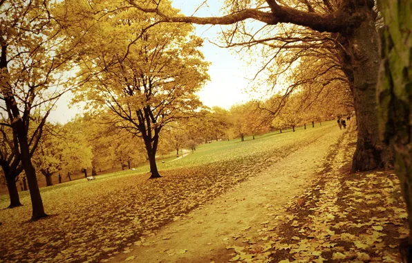 Картинка дорога, осень, лес, листья, деревья, желтый, парк, тропинка