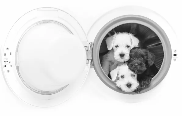 Картинка собаки, щенки, чёрно-белая, трио, монохром, стиральная машина, троица