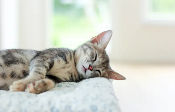 Картинка кошка, кот, котенок, серый, комната, спит, лежит, бежевый, светлая
