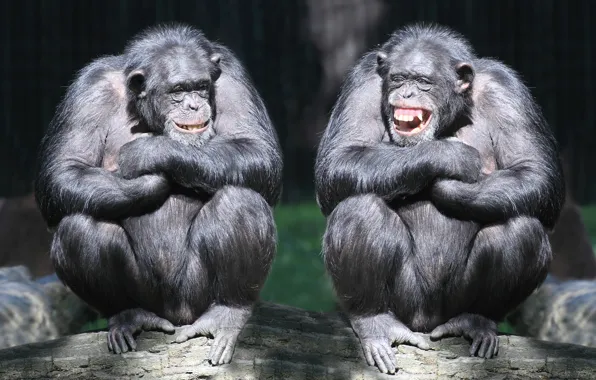 Картинка смех, пара, обезьяны, бревно, приматы, шимпанзе
