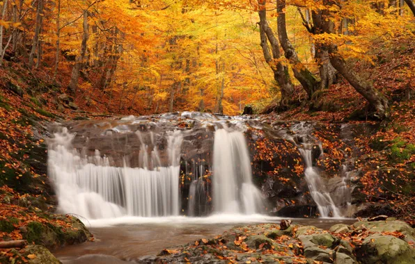 Картинка осень, лес, деревья, природа, листва, водопад, nature, picture, опадающая, Autumn waterfall, coloured wood, woodland scenery