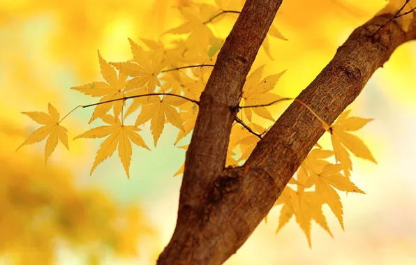 Картинка Осень, Листья, Ветка