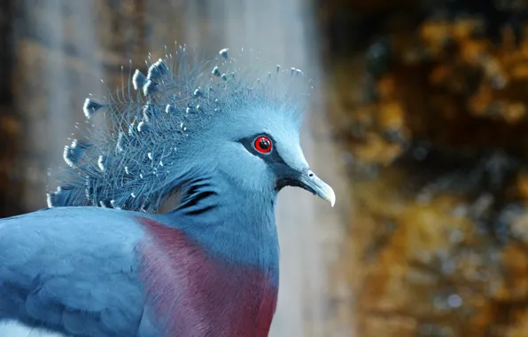 Картинка птица, bird, венценосный голубь, Victoria Crowned Pigeon