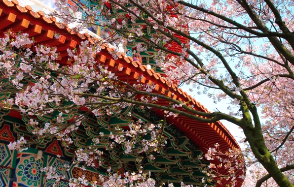 Картинка цветы, дерево, узоры, здание, весна, сакура, храм