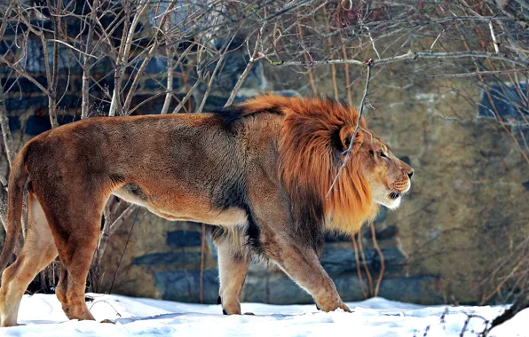 Картинка зима, снег, хищник, лев, зверь, зоопарк, большая кошка, млекопитающее