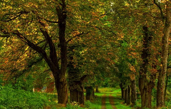 Картинка дорога, осень, лес, трава, листья, деревья, природа, дом, парк, colors, colorful, house, grass, forest, road, …