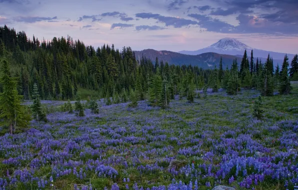 Картинка деревья, цветы, горы, поляна, Washington, люпины, Cascade Range, Goat Rock Wilderness