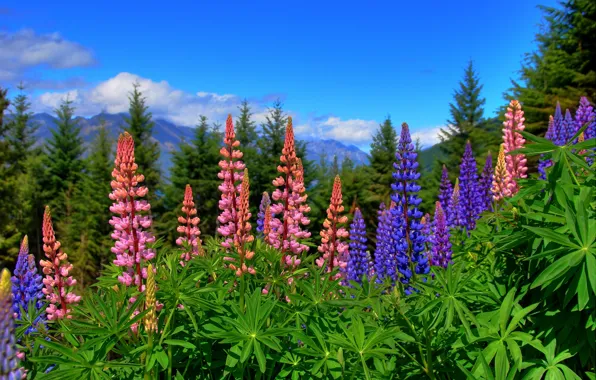 Картинка цветы, Новая Зеландия, New Zealand, люпины