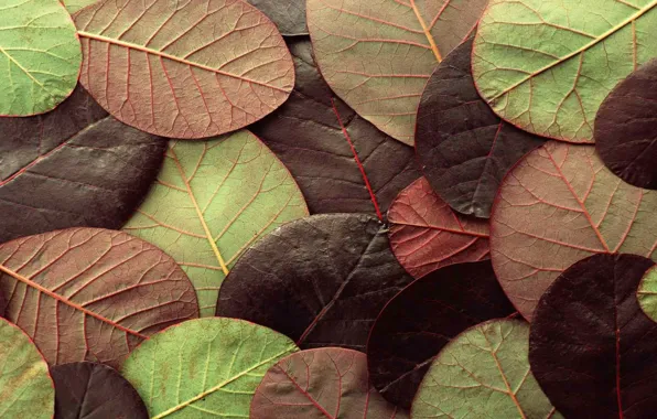 Картинка осень, листья, природа, лист, цвет
