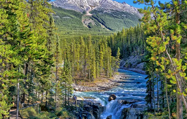 Картинка лес, горы, река, водопад, Канада, Альберта, Alberta, Canada, Jasper National Park, Sunwapta Falls, Sunwapta River, …
