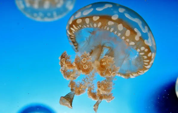 Картинка вода, макро, синий, медуза, подводный мир