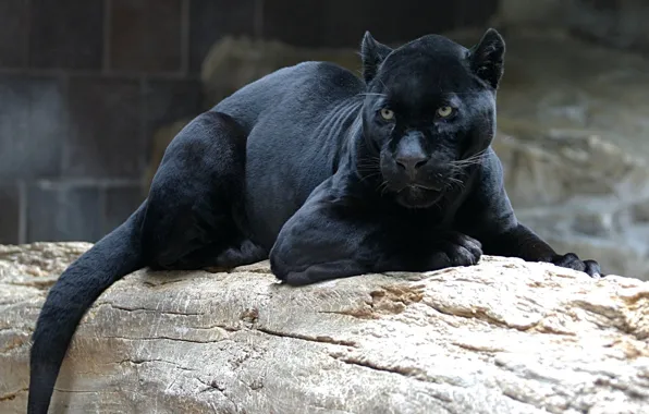 Картинка кошка, взгляд, морда, пантера, черная, лежит, смотрит, дикая, на бревне