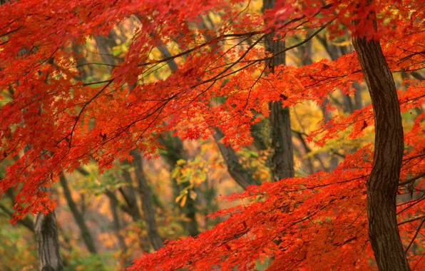 Картинка Дерево, Осень, Япония