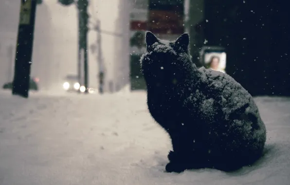 Картинка зима, дорога, car, кот, снег, машины, city, город, чёрный, улица, black, road, cat, winter, snow, …