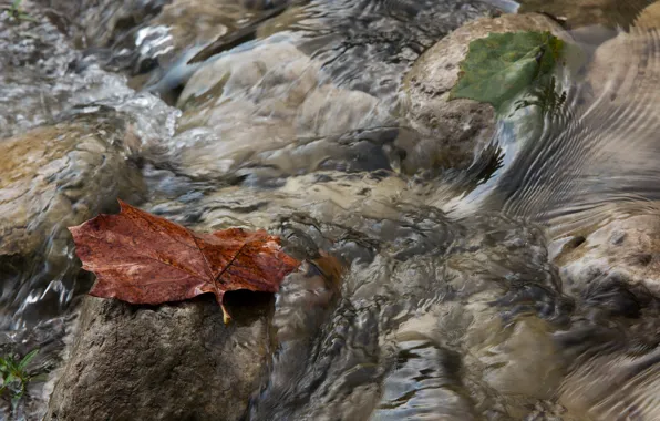 Картинка осень, вода, макро, лист, ручей, поток