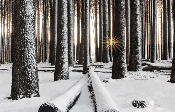 Картинка зима, лес, снег, деревья, лучи солнца