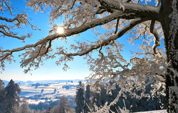 Картинка зима, солнце, снег, горы, ветки, дерево, Швейцария, Switzerland