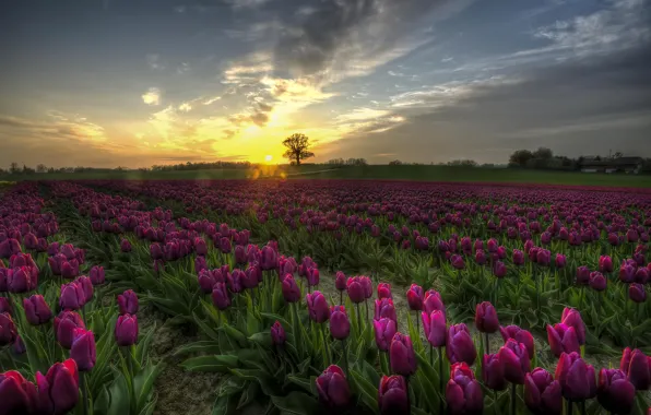 Картинка поле, закат, цветы, Тюльпаны, Дания